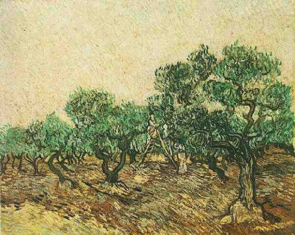 Olive Picking by Vincent van Gogh, hand-painted oil painting reproduction