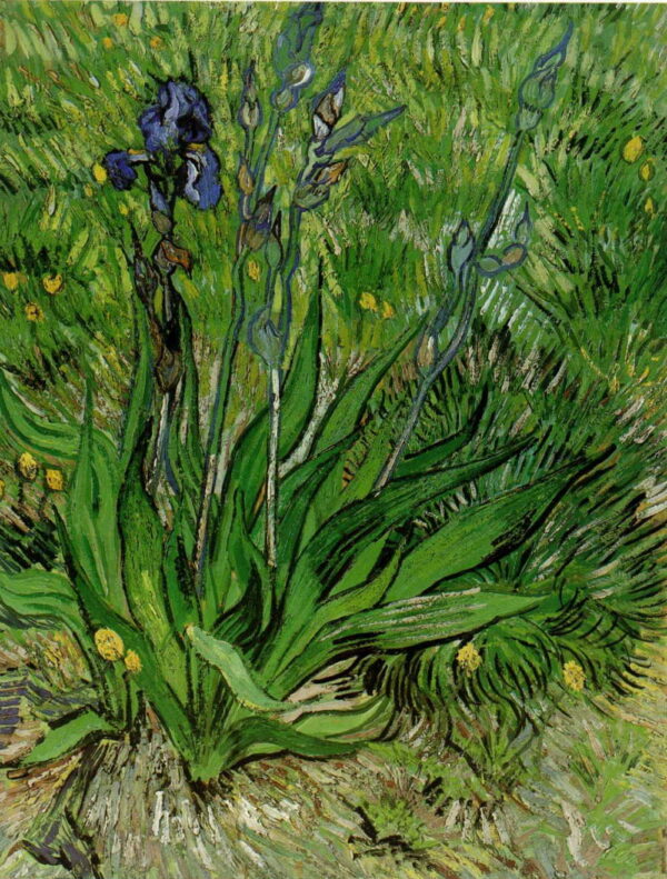 The Iris by Vincent van Gogh, hand-painted oil painting reproduction