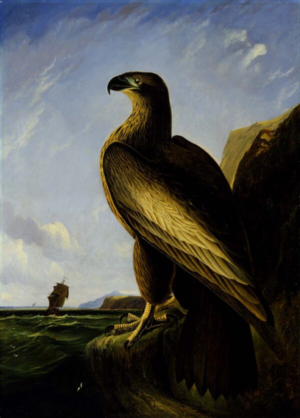 Washington Sea Eagle by John James Audubon, hand-painted oil painting reproduction