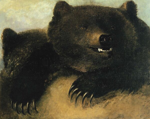 Weapons and Physiognomy of the Grizzly Bear b by George Catlin, hand-painted oil painting reproduction