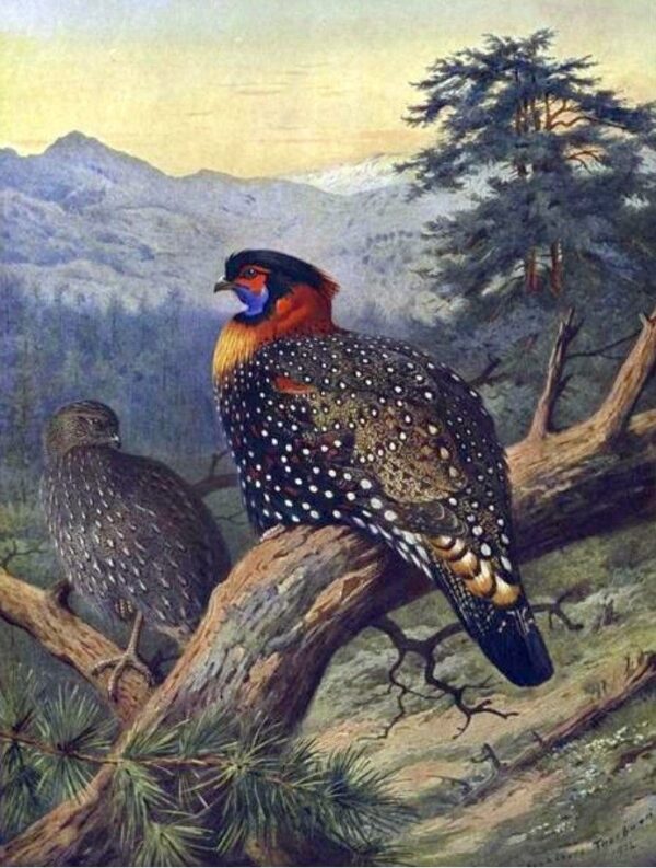 Western Tragopan by Archibald Thorburn, hand-painted oil painting reproduction