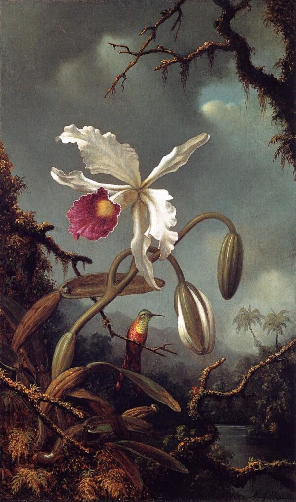 White Brazilian Orchid by Martin Johnson Heade, hand-painted oil painting reproduction
