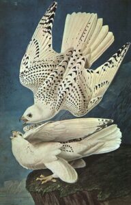 White Gerfalcons by John James Audubon, hand-painted oil painting reproduction