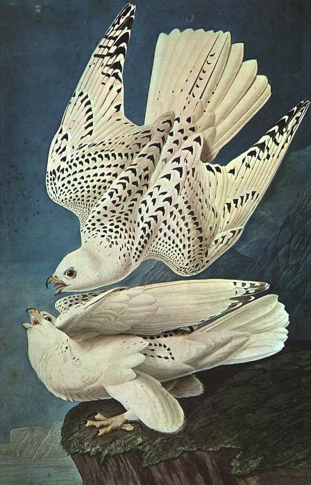 White Gerfalcons by John James Audubon, hand-painted oil reproduction