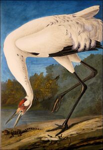 Whooping Crane by John James Audubon, hand-painted oil painting reproduction