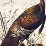 John James Audubon