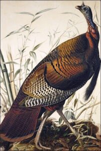 Wild Turkey by John James Audubon, hand-painted oil painting reproduction