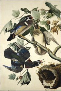 Wood Duck by John James Audubon, hand-painted oil painting reproduction