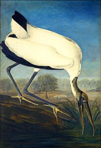 Wood Ibis by John James Audubon, hand-painted oil painting reproduction