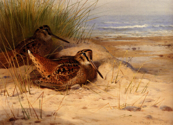 Woodcock Nesting on a Beach by Archibald Thorburn, hand-painted oil painting reproduction