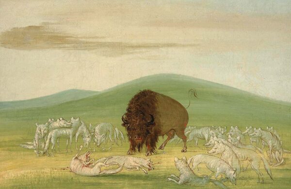 Wounded Buffalo Bull Surrounded by White Wolves by George Catlin, hand-painted oil painting reproduction
