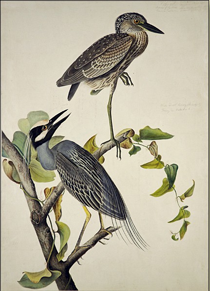 Yellow-Crowned Heron by John James Audubon, hand-painted oil reproduction
