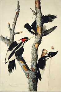 vory-Billed Woodpecker by John James Audubon, hand-painted oil painting reproduction