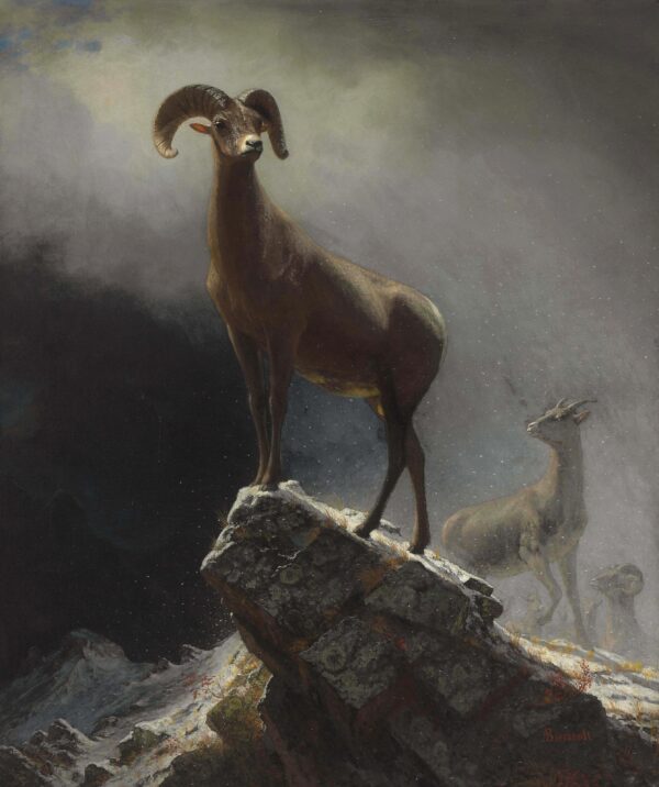 A Rocky Mountain Sheep, Ovis, Montana by Albert Bierstadt, hand-painted oil reproduction on canvas